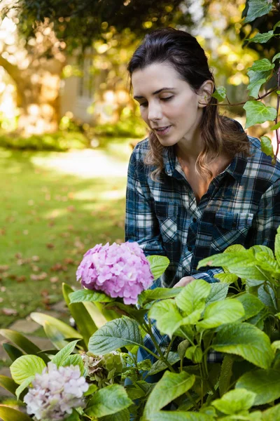 Woman looking at purple hydrangea bunch — Stock Photo, Image