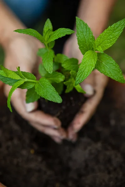 Senior Kvinna plantering plantor — Stockfoto