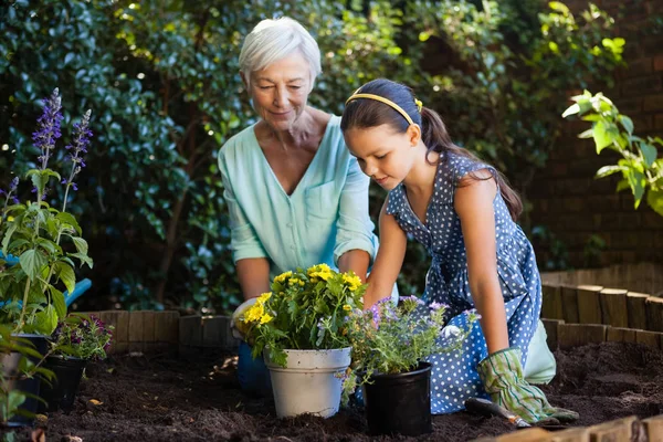 Großmutter und Enkelin pflanzen — Stockfoto