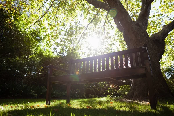 Empty bench against trees — Stock Photo, Image