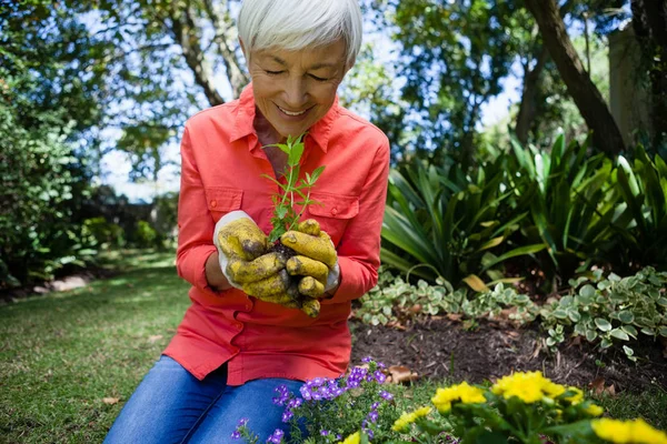 Donna anziana piantare piantina di semenzaio — Foto Stock