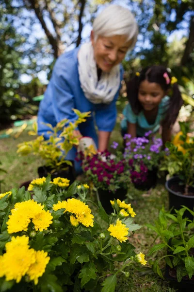 孫と祖母の植物を見る — ストック写真