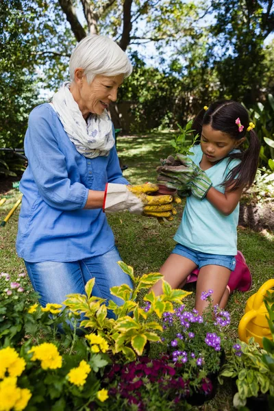 Abuela y nieta plantando plántulas — Foto de Stock