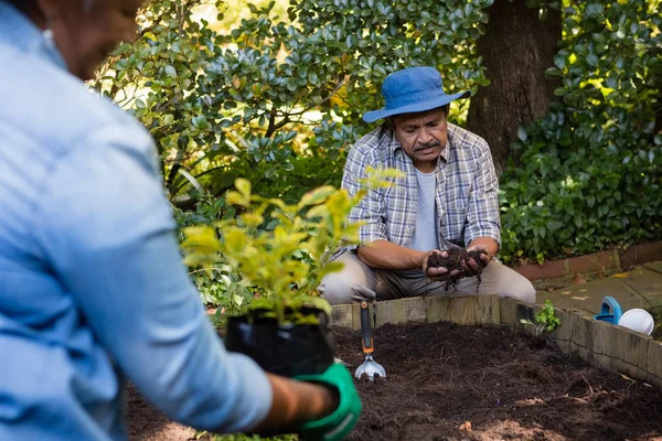 Pareja plantando planta joven en el suelo — Foto de Stock