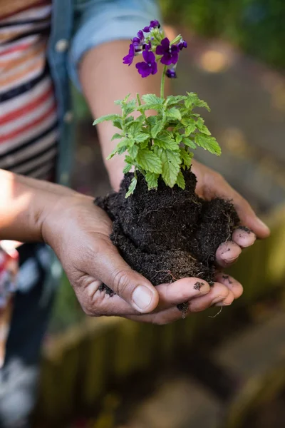 Mujer sosteniendo planta arbolada en el jardín —  Fotos de Stock