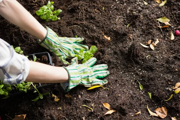 Kvinna som plantering ung planta i marken — Stockfoto