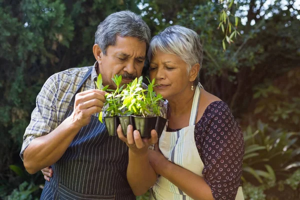 Pareja mayor oliendo plantas en el jardín — Foto de Stock