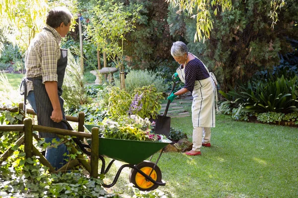 Bahçede bahçıvanlık yapan yaşlı çift. — Stok fotoğraf