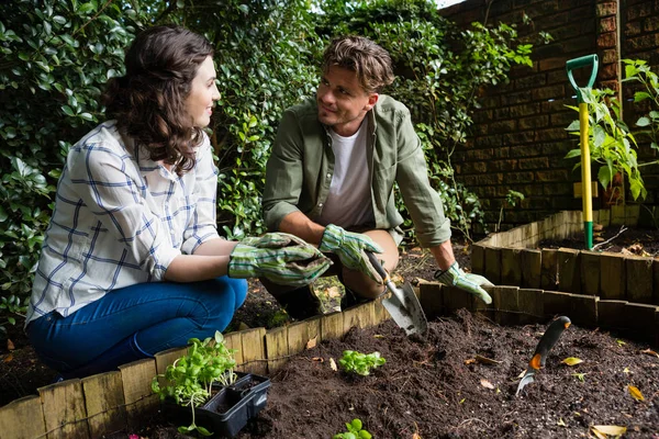 Pareja plantando planta joven en el suelo — Foto de Stock