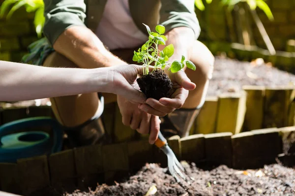 Couple planting young plant into the soil — Stock Photo, Image