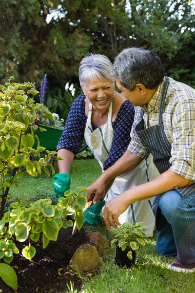 Bahçede bahçıvanlık yapan yaşlı çift. — Stok fotoğraf