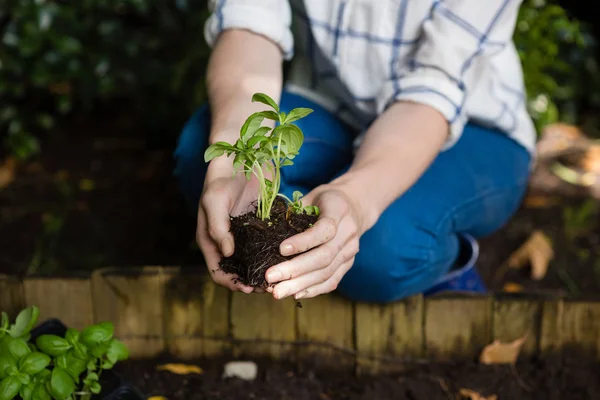 Mujer plantando planta joven en el suelo —  Fotos de Stock