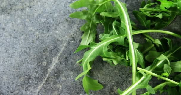 Folhas de arugula frescas — Vídeo de Stock