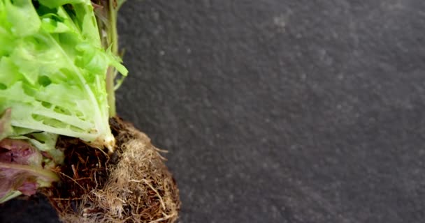 莴苣植物的特写镜头 — 图库视频影像
