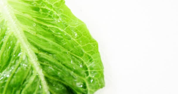 Frische Salatblätter — Stockvideo