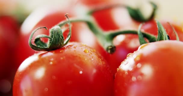 Tomates cereja frescos e orgânicos — Vídeo de Stock