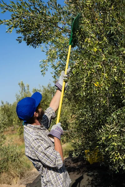 Agriculteur utilisant des outils de cueillette des olives pendant la récolte — Photo