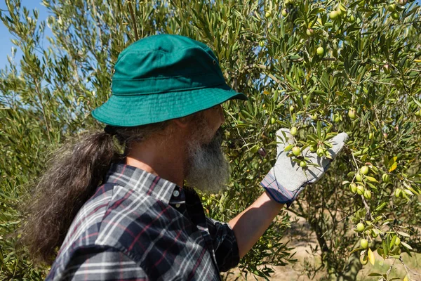 Fermier vérifiant un arbre d'olives — Photo