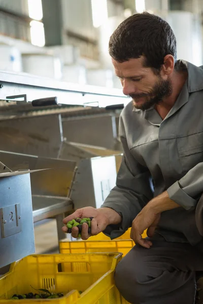 Працівник перевіряє зібрані оливки на заводі — стокове фото