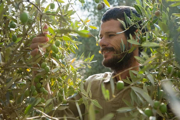 Agricultor revisando un árbol de olivo — Foto de Stock