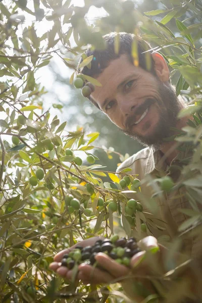 Fermier vérifiant un arbre d'olivier dans la ferme — Photo
