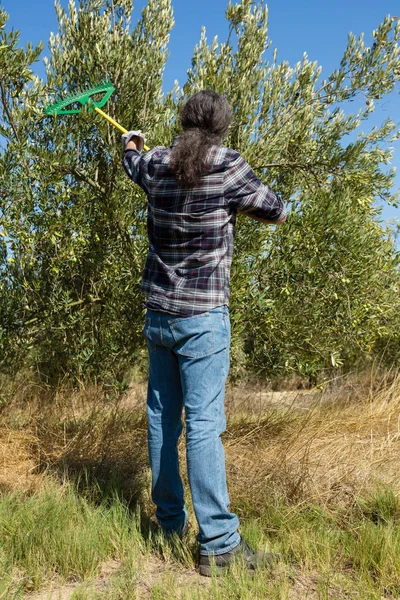 Farmer using olives picking tools while harvesting — Stock Photo, Image