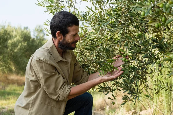 Fermier vérifiant un arbre d'olivier — Photo