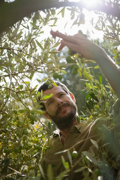 Fermier vérifiant un arbre d'olivier — Photo