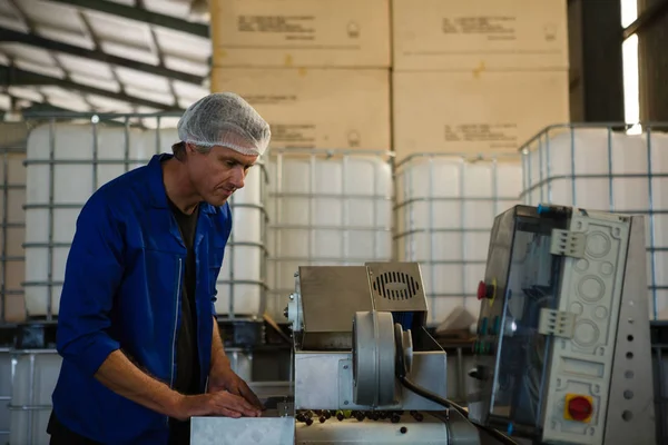 Trabalhador colocando azeitona na máquina na fábrica — Fotografia de Stock