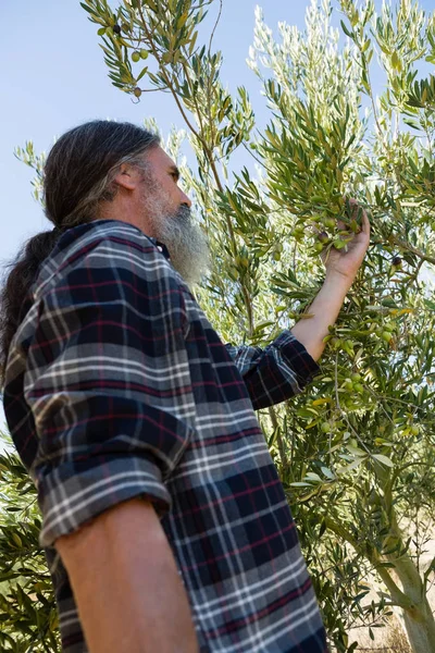 Fermier vérifiant un arbre d'olives — Photo