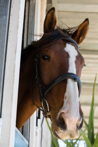 Braunes Pferd im Stall — Stockfoto