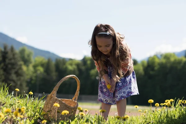 Nettes Mädchen sammelt Blumen vom Feld — Stockfoto