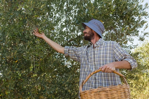 Exploitant récoltant des olives dans un arbre — Photo