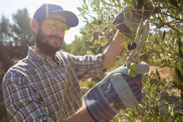 Farmer couper une olives avec des ciseaux — Photo