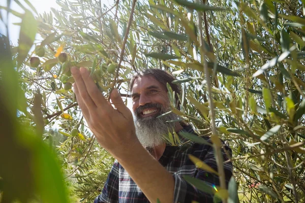 Fermier vérifiant un arbre d'olives — Photo