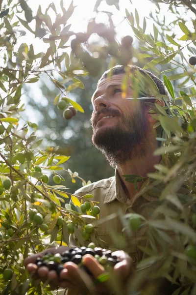 Agriculteur récoltant une olive dans un arbre — Photo