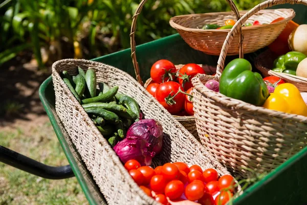 Varias verduras frescas en carretilla — Foto de Stock