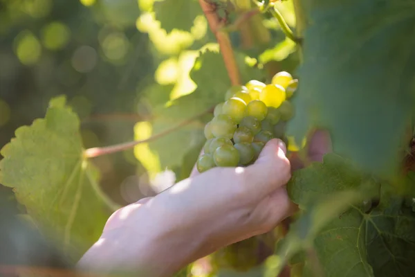 Крупный план сбора винограда женского сорта — стоковое фото