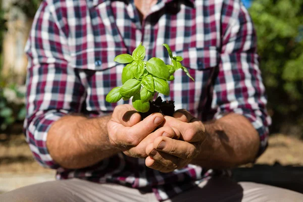 Homme tenant arbuste dans le jardin — Photo