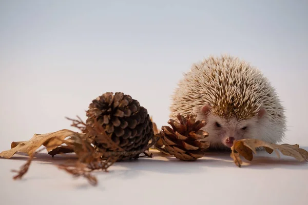 Porcupine med kotte och höstlöv på vit bakgrund — Stockfoto