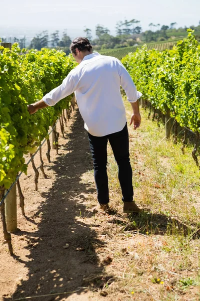 Vintner examinando uvas na vinha — Fotografia de Stock