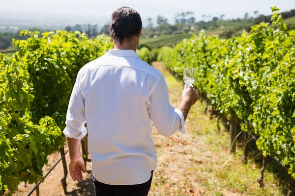 Winiarza trzyma kieliszek wina w winnicy — Zdjęcie stockowe