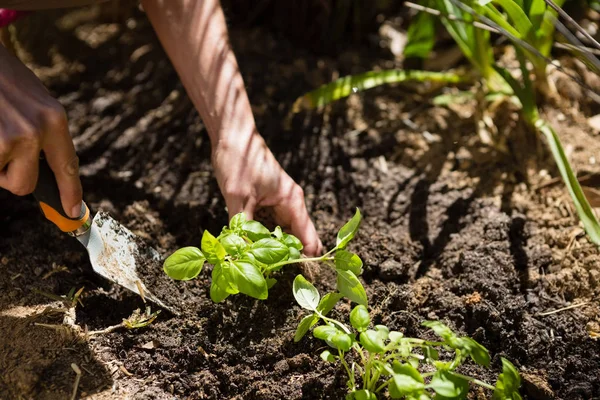 Mujer plantando plantones en el jardín — Foto de Stock