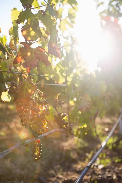 Uvas maduras em vinha — Fotografia de Stock