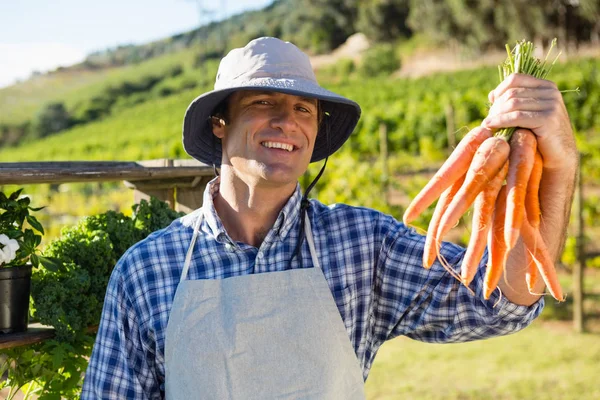 Фермер тримає на полі зібрану моркву — стокове фото