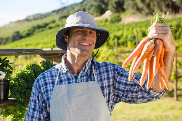 Exploração de agricultores - Cenouras colhidas no campo — Fotografia de Stock