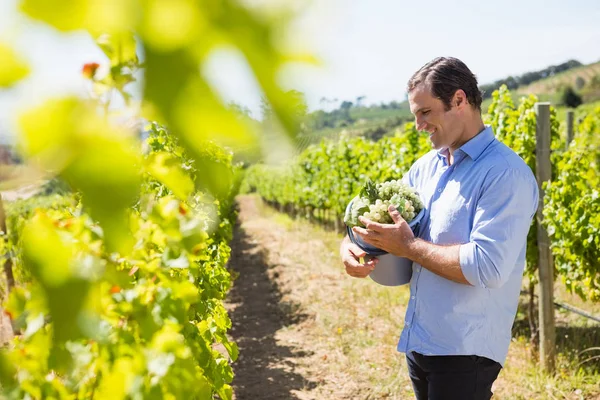 Счастливый винодел держит собранный виноград в ведре — стоковое фото