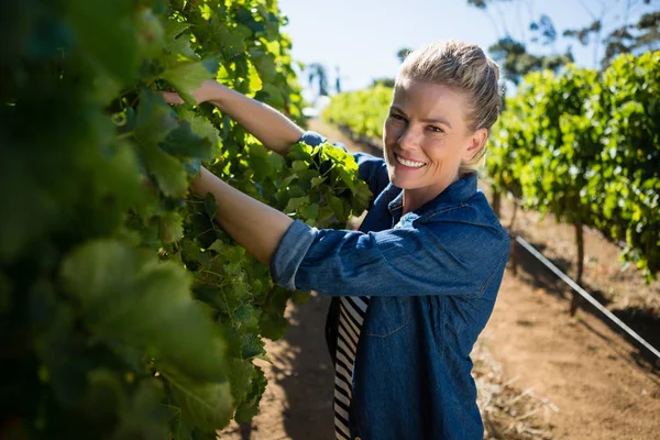 Vintner fêmea examinando uvas na vinha — Fotografia de Stock