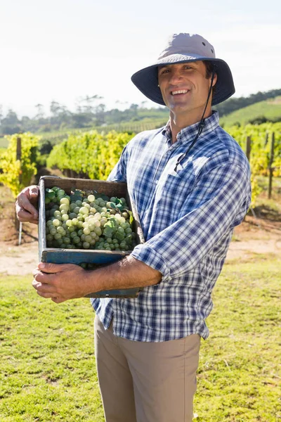 Farmer holding basket full of fresh grapes — Stock Photo, Image