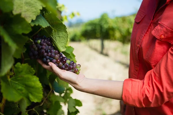 Női borkereskedő szőlő szőlő vizsgálata — Stock Fotó